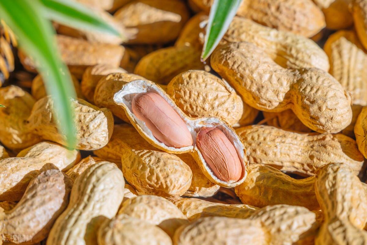 Key Steps in Peanut Oil Production: From Raw Material to Refined Oil